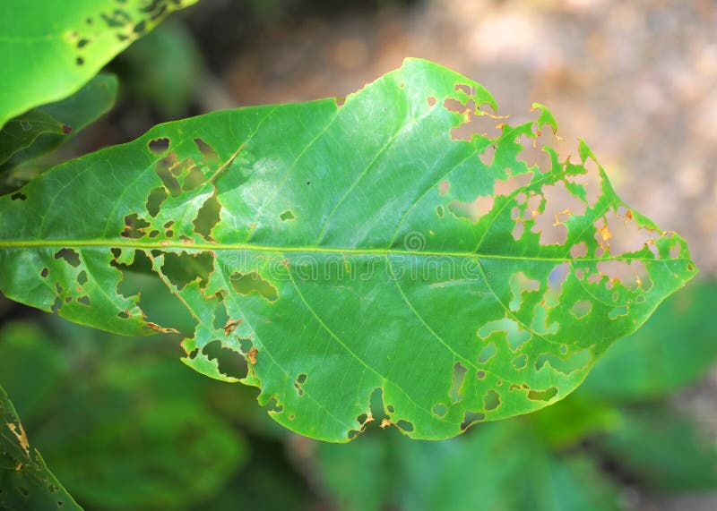 Damage Leaf in Nature, Eaten by Pests. Stock Photo Image of pest