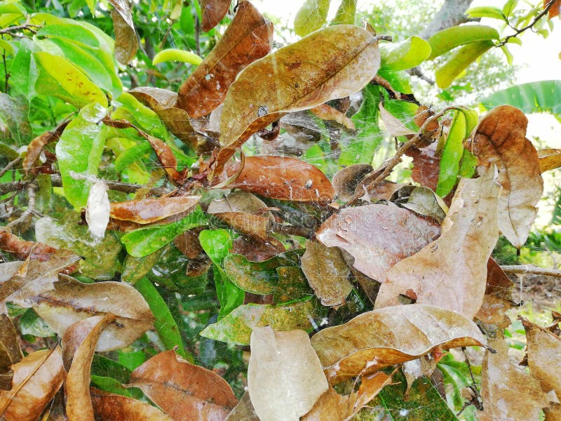Damage by Spiders in Fruit Trees Stock Photo Image of water, droplet