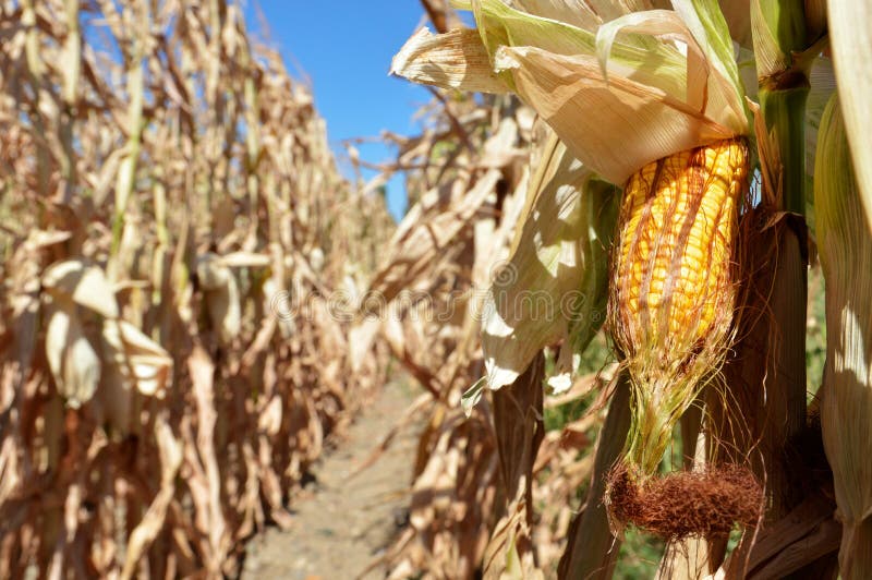 Damaged corn field stock photo. Image of corn, drought 254862962