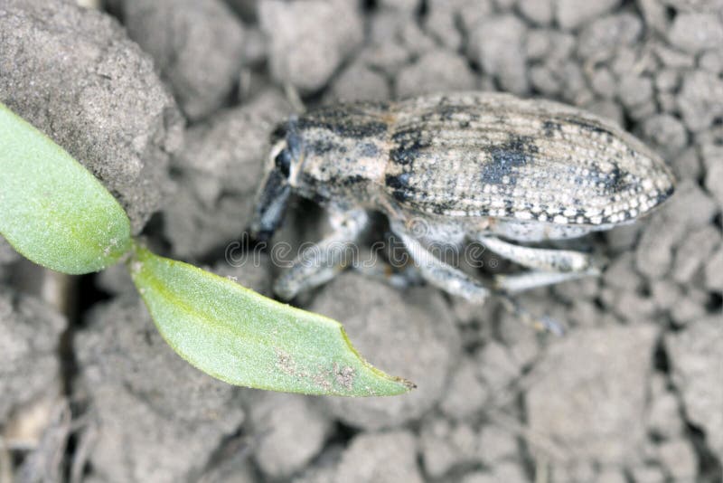 Damaged sugar beet seedling by Sugar beet weevil Asproparthenis punctiventris formerly Bothynoderes punctiventris. royalty free stock photography