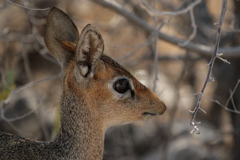 Damara Dik-Dik fotografia de stock royalty free Damara Dik-Dik fotografia de stock royalty free