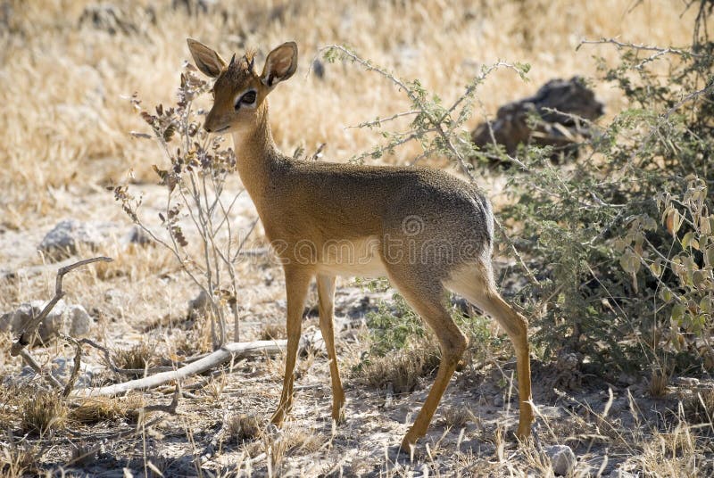 Damara Dik Dik, più piccola antilope dell'Africa immagine stock libera da diritti Damara Dik Dik, più piccola antilope dell'Africa immagine stock libera da diritti