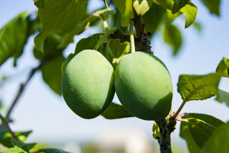 Muitas Frutas De Damasco Em Uma Árvore No Jardim Em Um Dia De Verão  Brilhante. Frutas De Damasco Maduras Pendem No Ramo Da Árvore. Frutas  Orgânicas. Comida Saudável. Damascos Maduros. Foto Royalty