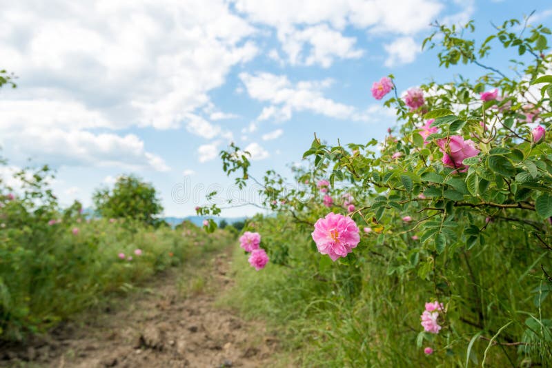 Damask Rose Powder Closeup In Glass Bowl With Petals Stock Photo