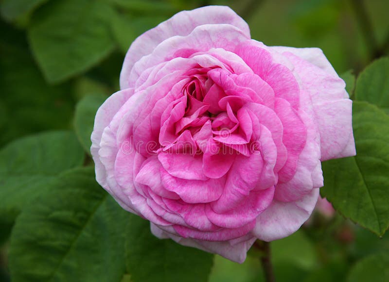 Damask rose flower stock photo. Image of blossom, garden 242077242