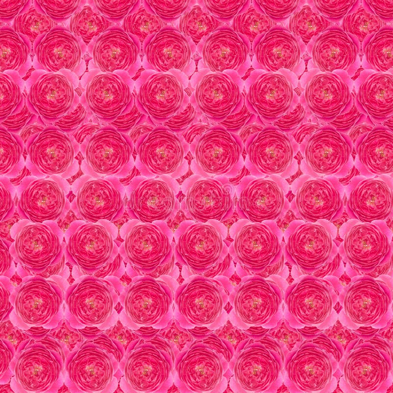 Damask rose stock photo. Image of seamless, therapy, nature 56489762