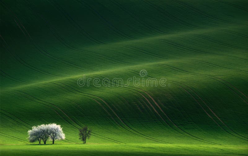 Damen im Weiß Blühende Bäume des weißen Frühlinges auf einem Hintergrund eines grünen Hügels, der durch die untergehende Sonne he