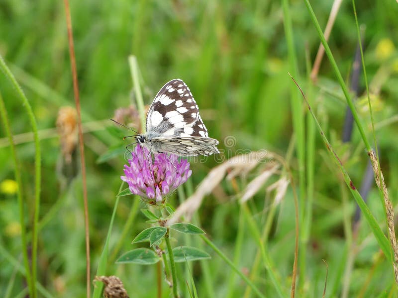 Damenbrettschmetterling auf wildem Köpfchen lizenzfreies stockfoto Damenbrettschmetterling auf wildem Köpfchen lizenzfreies stockfoto
