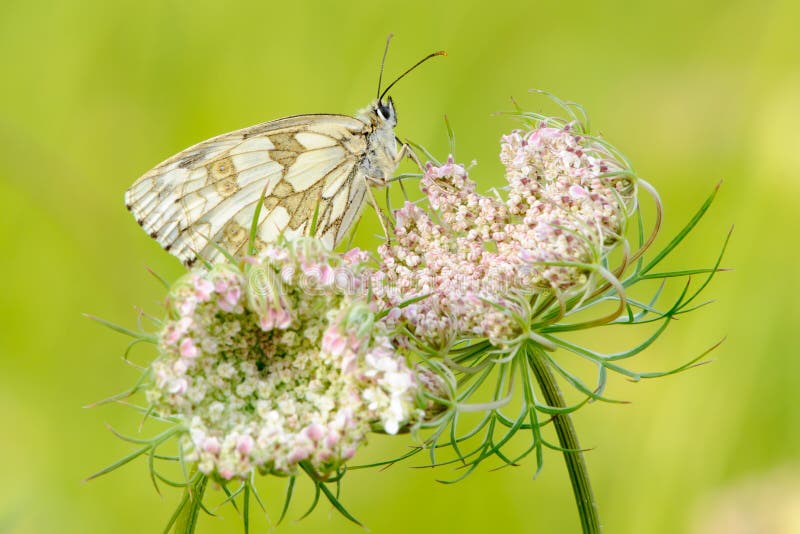 Damenbrettschmetterling, der auf Blumennahaufnahme sitzt lizenzfreies stockfoto Damenbrettschmetterling, der auf Blumennahaufnahme sitzt lizenzfreies stockfoto