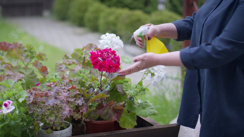 Dameskweekvijver die geranium opblaast in de buitenbloembodem