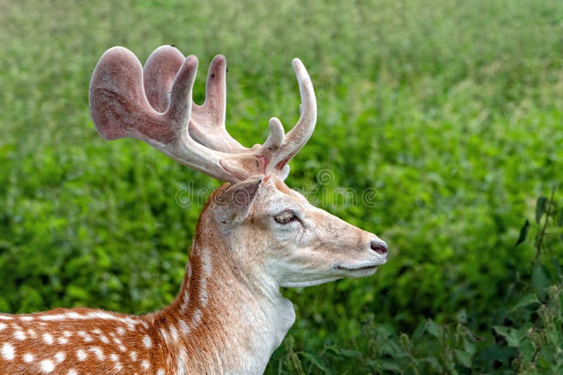 Damhertenbok met fluweel behandelde geweitakken, Warwickshire, Engeland royalty-vrije stock afbeelding Damhertenbok met fluweel behandelde geweitakken, Warwickshire, Engeland royalty-vrije stock afbeelding