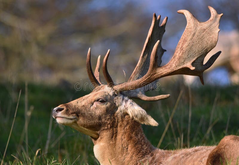 Damhertenmannetje/Bok stock foto Damhertenmannetje/Bok stock foto
