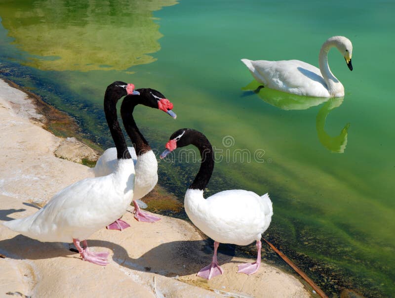 dammswans arkivfoton dammswans arkivfoton
