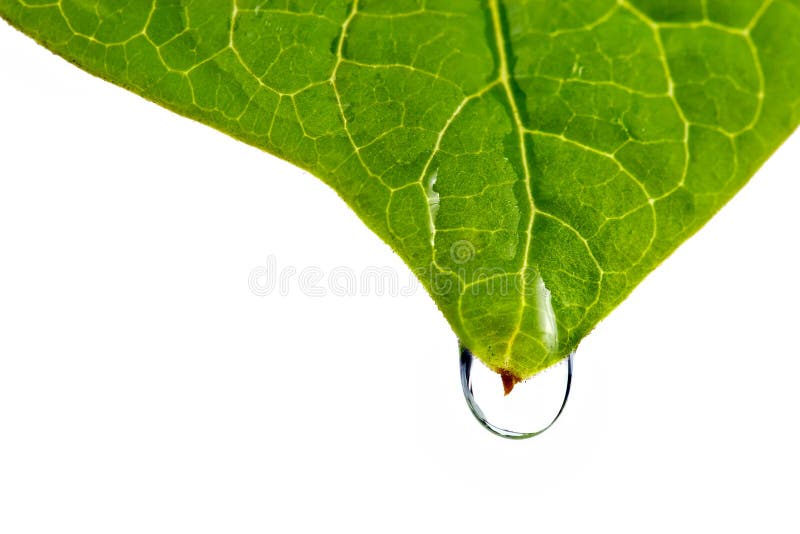 Damp leaf with drop of water