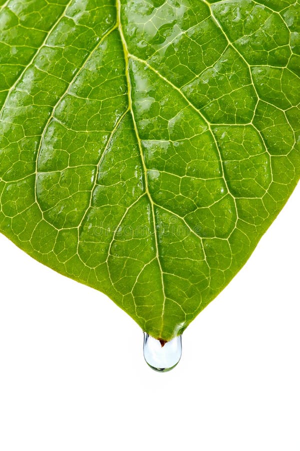 Damp leaf with drop of water