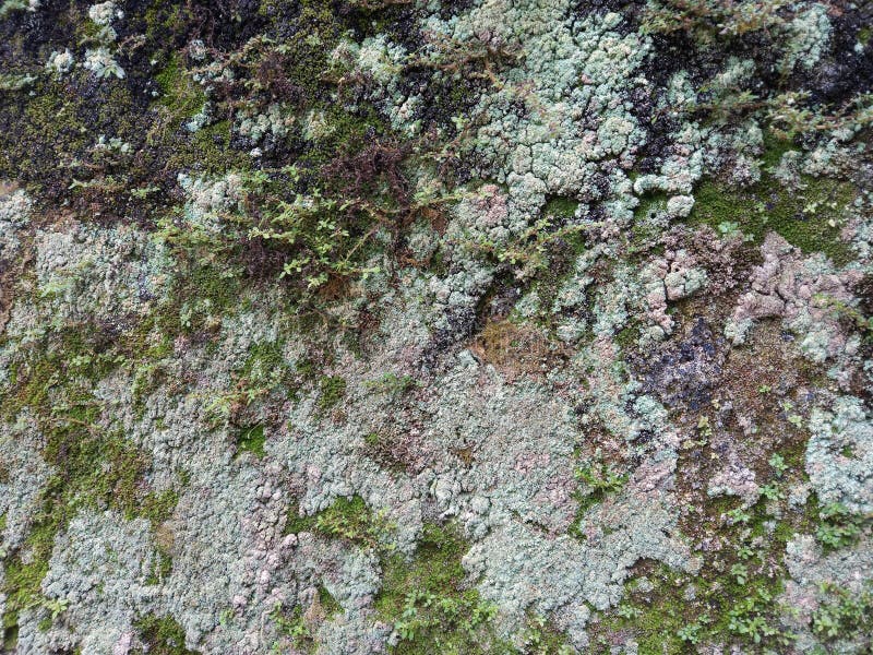 The Damp Walls Cause Mold To Grow on Them. Stock Photo Image of grow