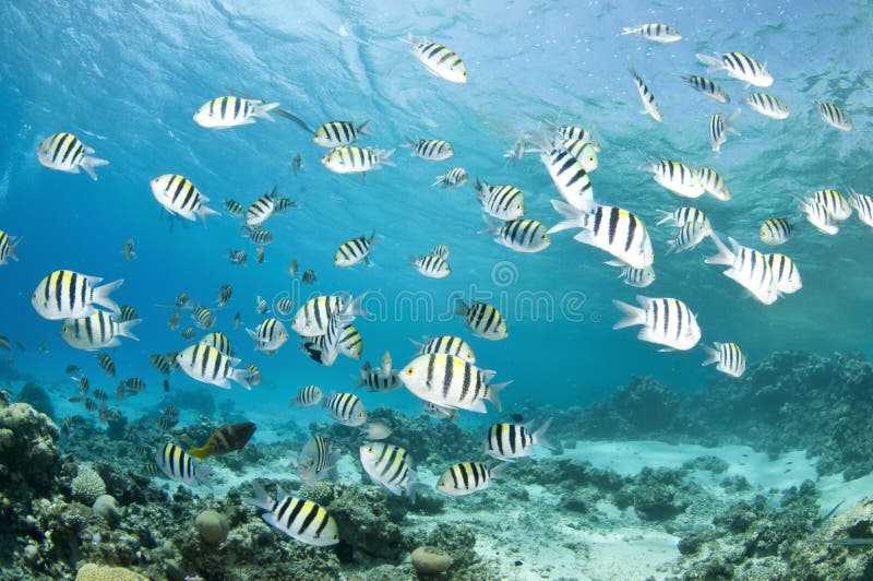 Coral reef fish stock image. Image of buoyancy, crevice - 2032465