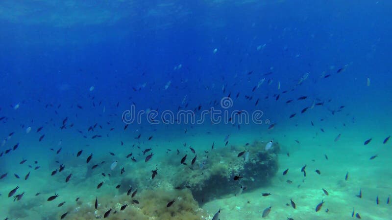 Damselfish in mooie diepe blauwe Middellandse Zee