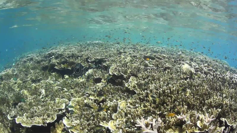 Damselfish and Shallow Reef