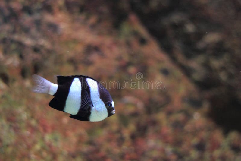 damselfish tailed white arkivfoto damselfish tailed white arkivfoto