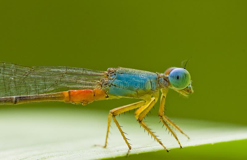 Damselflies (suborder Zygoptera) are insects in the order Odonata. Damselflies are similar to dragonflies, but the adults can be differentiated by the fact that the wings of most damselflies are held along, and parallel to, the body when at rest. Furthermore, the hindwing of the damselfly is essentially similar to the forewing, while the hindwing of the dragonfly broadens near the base, caudal to the connecting point at the body. Damselflies are also usually smaller, weaker fliers than dragonflies, and their eyes are separated. - Wikipedia