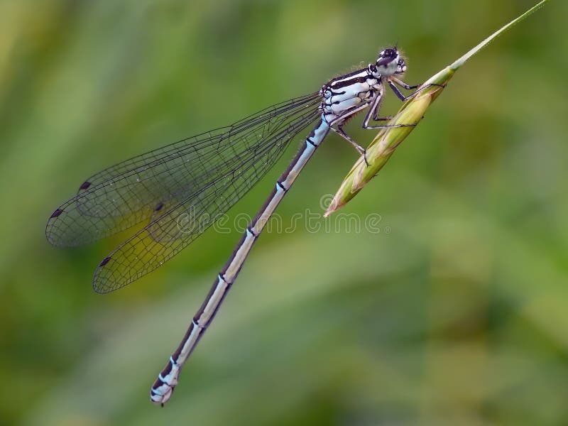 Damselfly