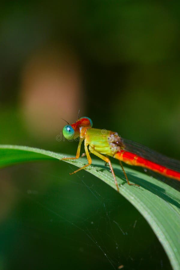 damselfly