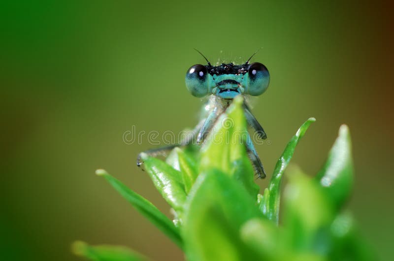 Retrato azul.