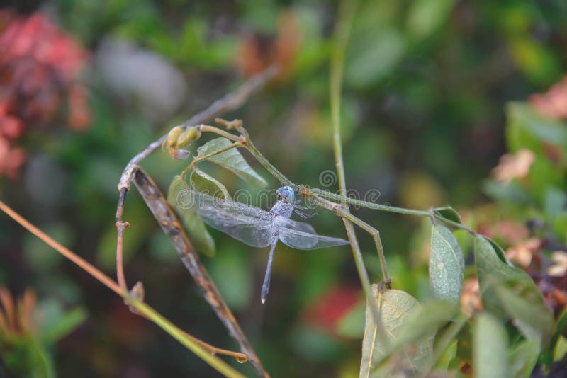 Damselfly imagenes de archivo