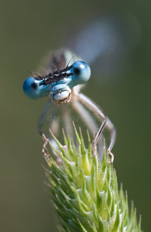 Damselfly