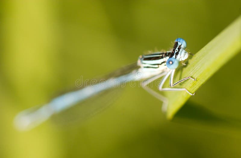 Damselfly