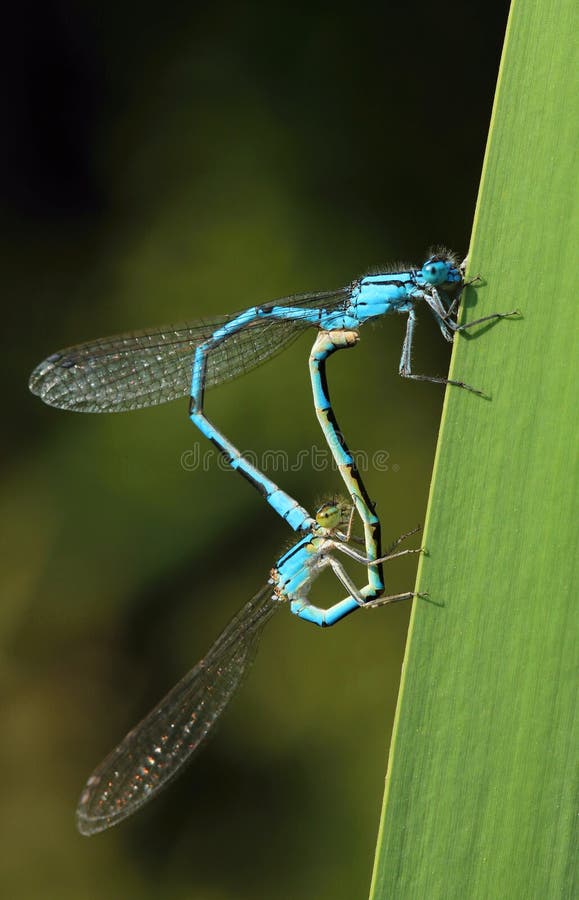 Damselfly Coenagrion puella during mating