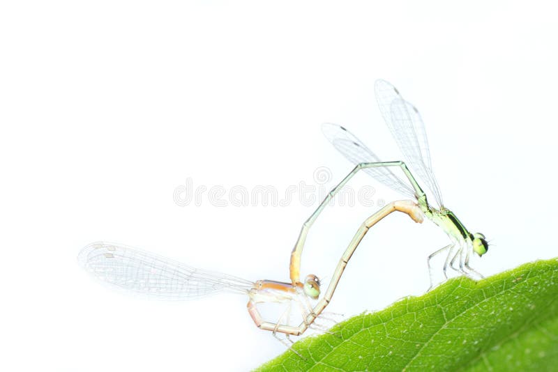 Damselfly dragonfly mating