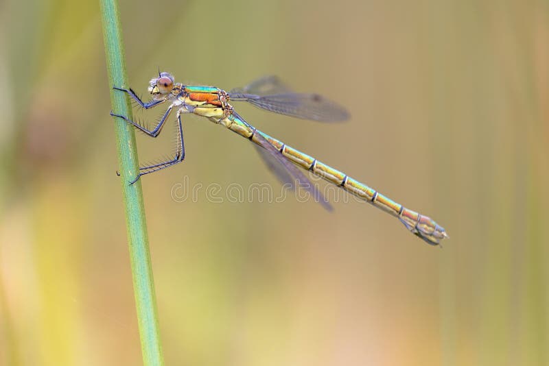 Damselfly fêmea da esmeralda do salgueiro imagem de stock royalty free Damselfly fêmea da esmeralda do salgueiro imagem de stock royalty free