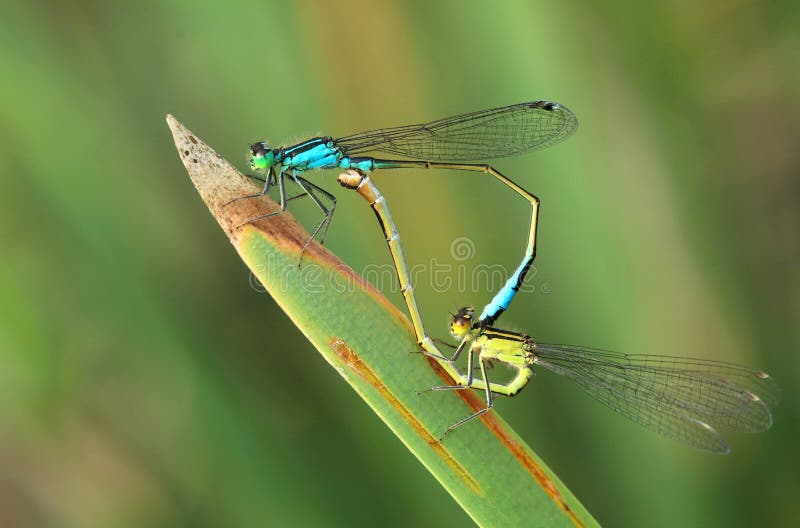 Damselfly Ischnura elegans during mating