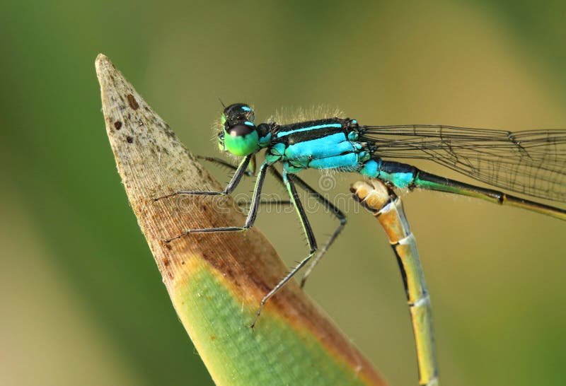 Damselfly Ischnura elegans during mating