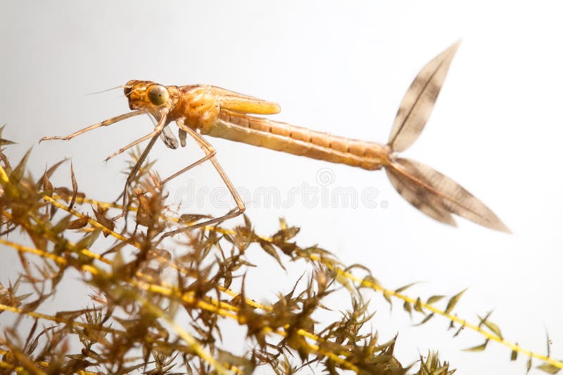 Damselfly larvae close up background with copy space