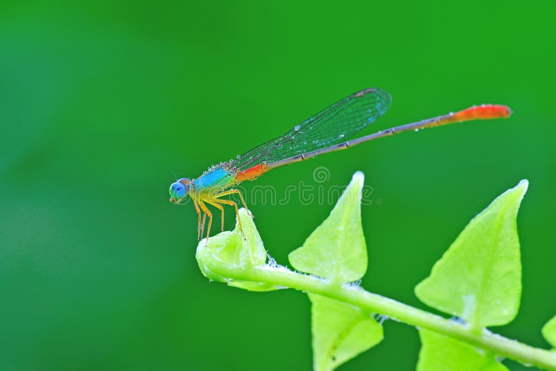 Damselfly on leaf