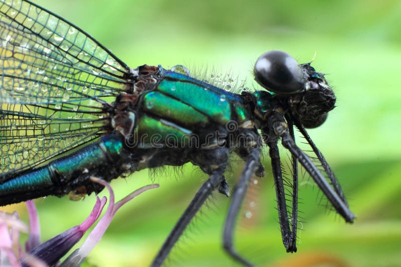 Damselfly on purple flower. Macro photography