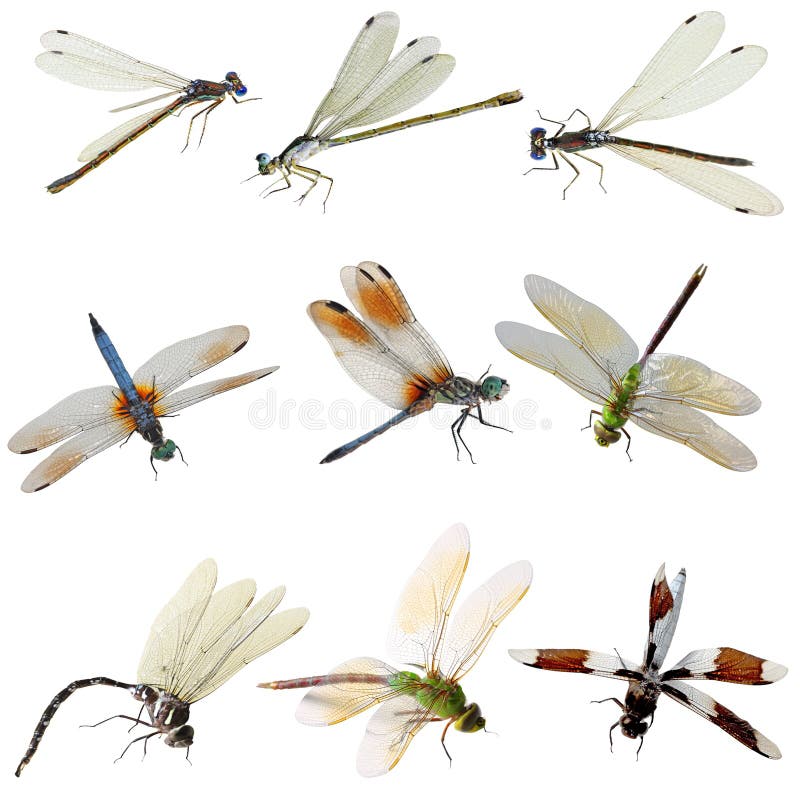 Damisela y Libélula foto de archivo