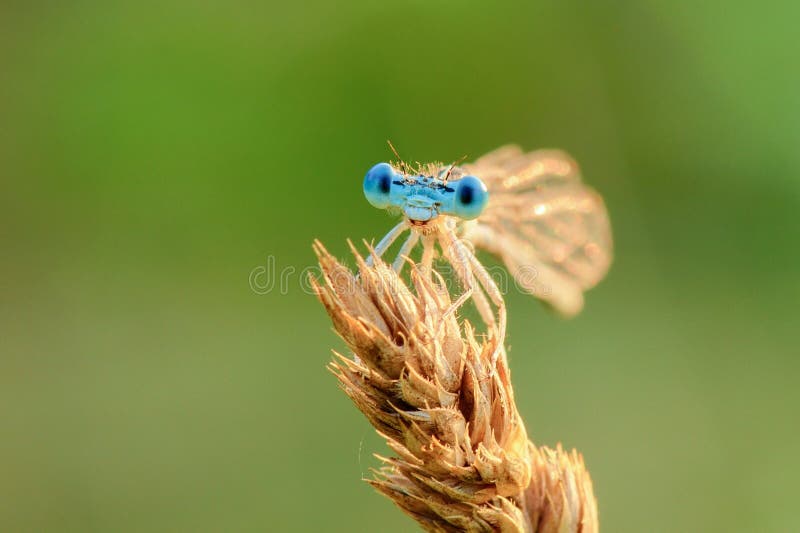 Damselfly isolated on a green background at sunset