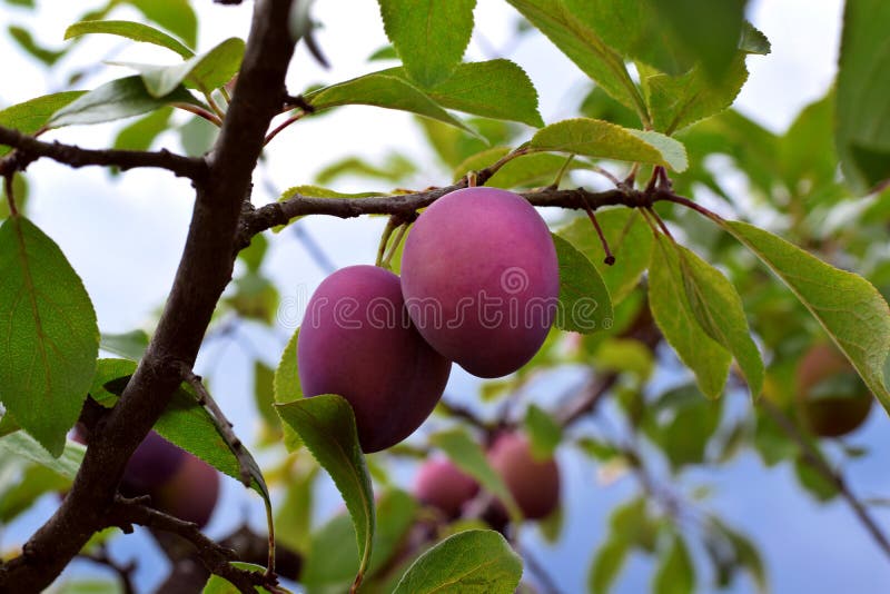 Damson Plums Ripening on the Tree Stock Image Image of care, ripe