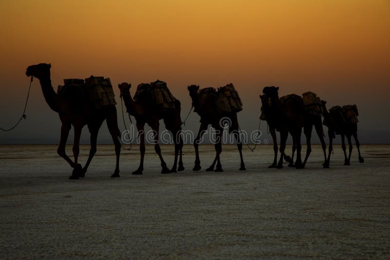 Camel caravans transporting salt blocks from Lake Assale.