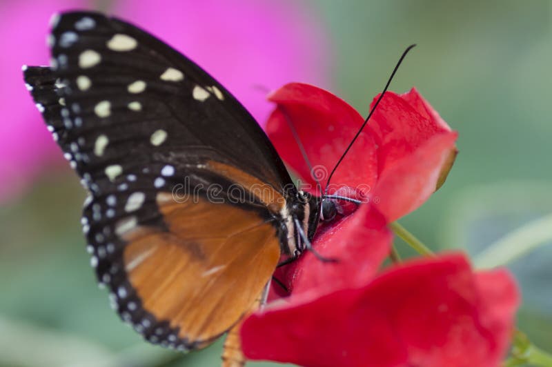 Danaus chrysippus butterfly, eating at a flower.