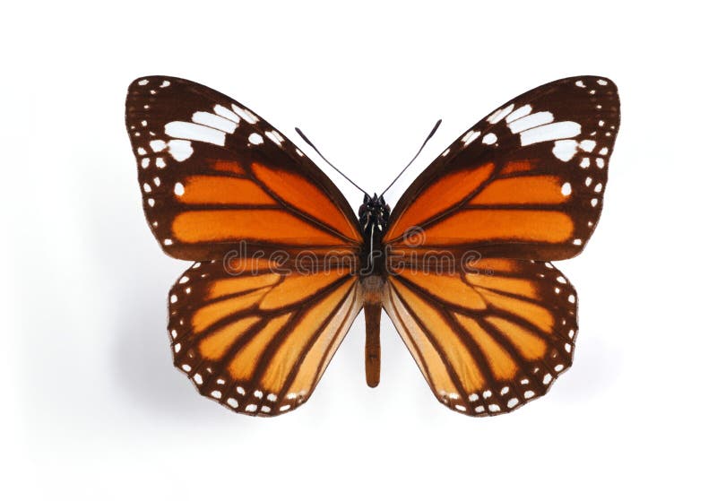 Danaus genutia