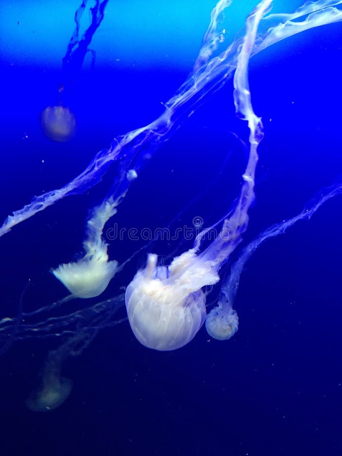 A dance of Jellyfish stock image. Image of biopark, dance 120397423