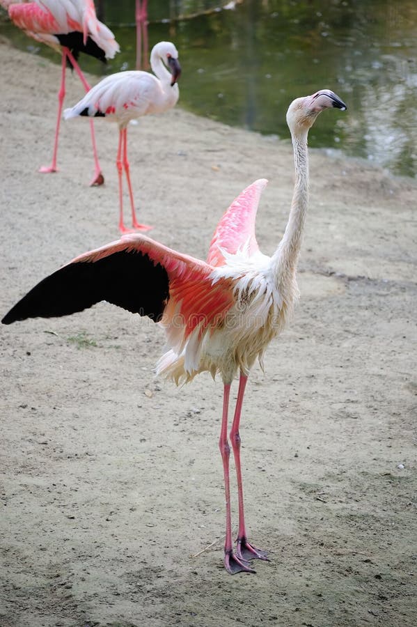 Dance of pink flamingo