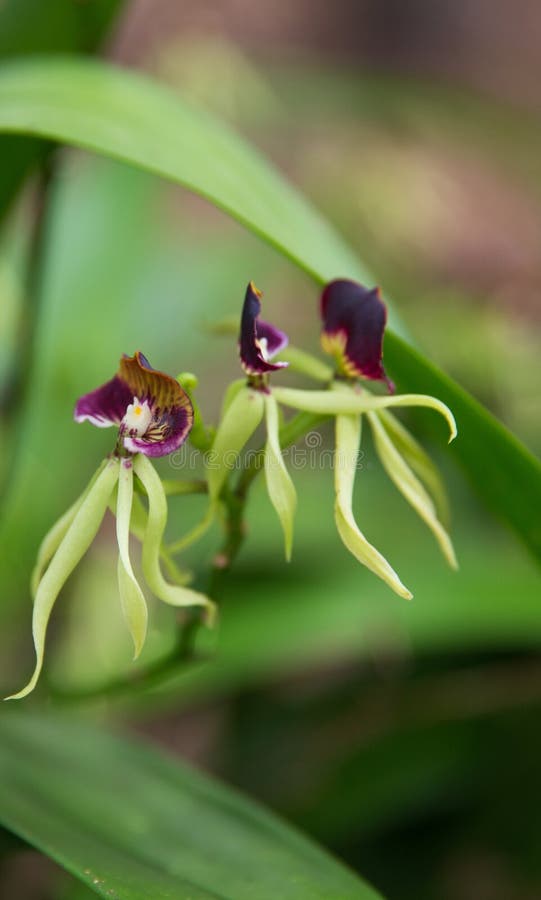 Black Orchid, the National Flower of Belize. Stock Image Image of nature, central 121285413