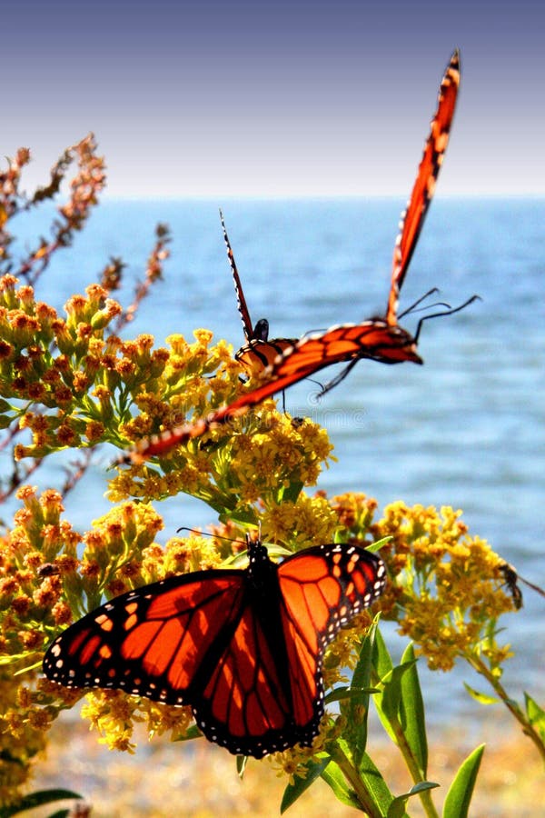 Dancing with Butterflies stock photo. Image of butterflies 31653806
