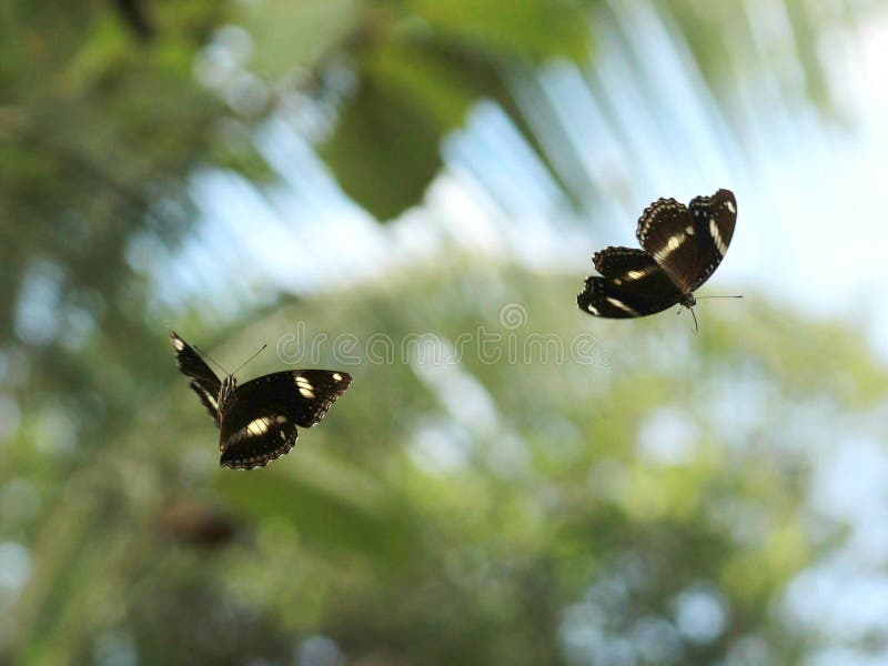 DANCING BUTTERFLY stock photo. Image of couple, flying 136645266